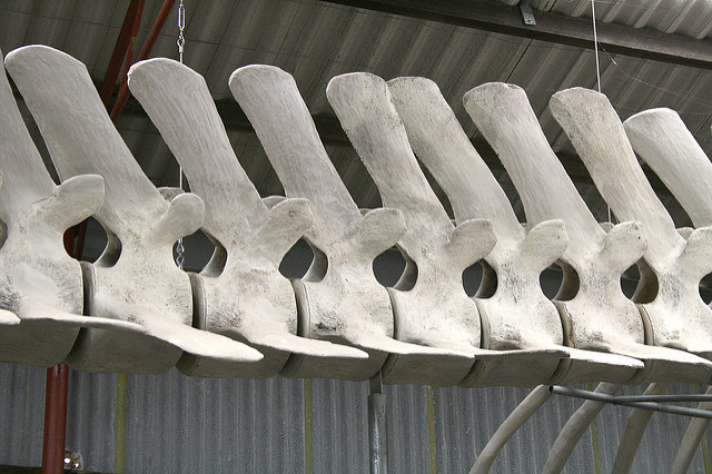 Image courtesy flickr user Vagawi